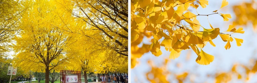 Ginkgo Leaf Extract Powder.jpg